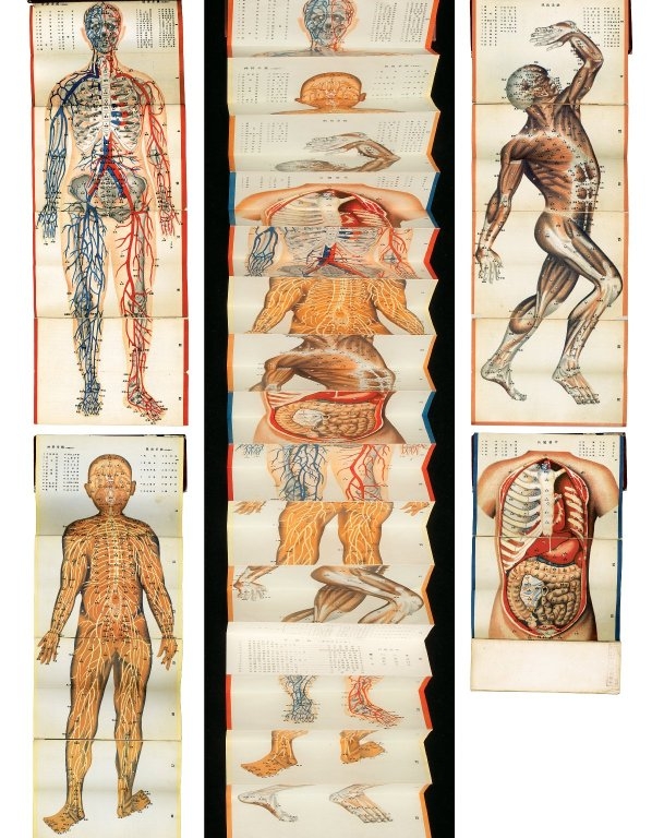 Illustration of acupuncture meridians and points on the human body