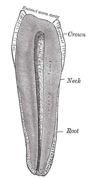 Gray's Anatomy illustration of the tongue showing extrinsic and intrinsic muscles