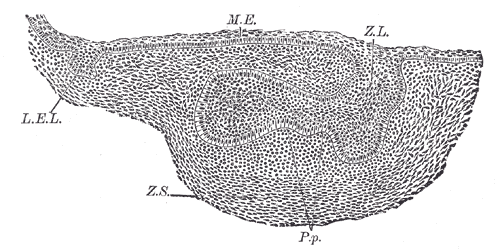 Sagittal section of the mouth, nasal cavity, and pharynx