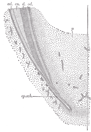 Cross-section of the duodenum showing the layers and Brunner glands