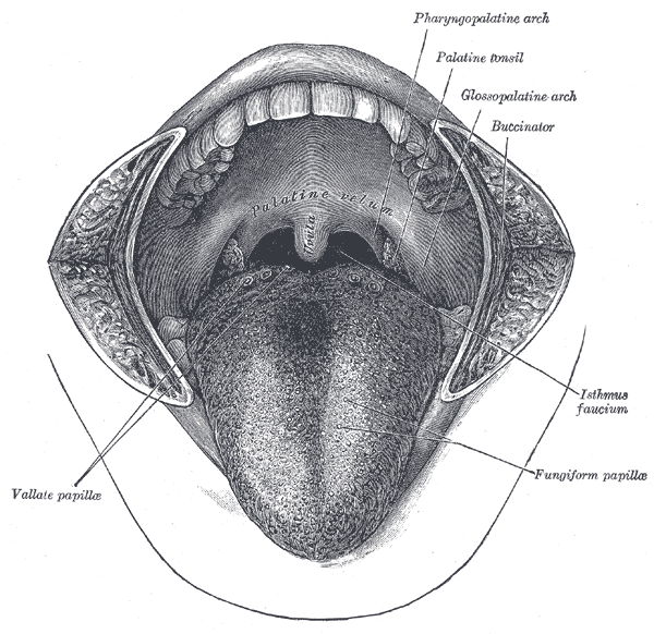 Gray's Anatomy illustration of the digestive organs showing the stomach, liver, intestines, and associated structures