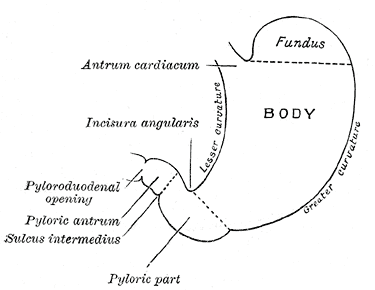 Gray's Anatomy illustration of the external anatomy of the stomach