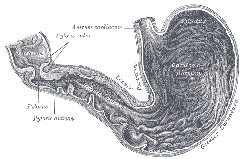 Gray's Anatomy illustration showing the interior of the stomach with rugae