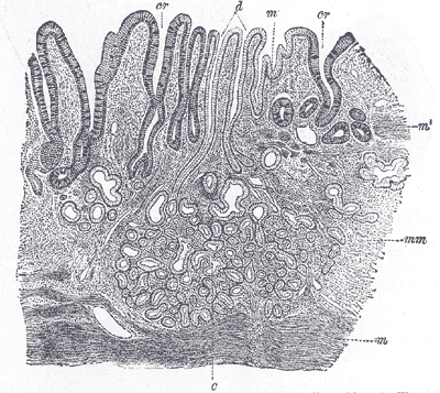 Cross-section of the small intestine showing villi and layers of the gut wall