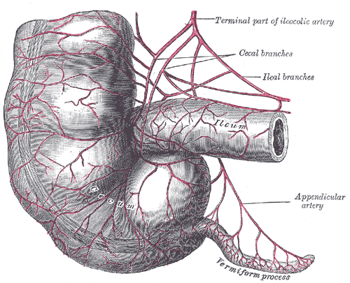 Gray's Anatomy illustration of the cecum and vermiform appendix