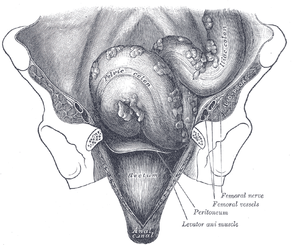 Gray's Anatomy illustration of the iliac colon, sigmoid colon, and rectum
