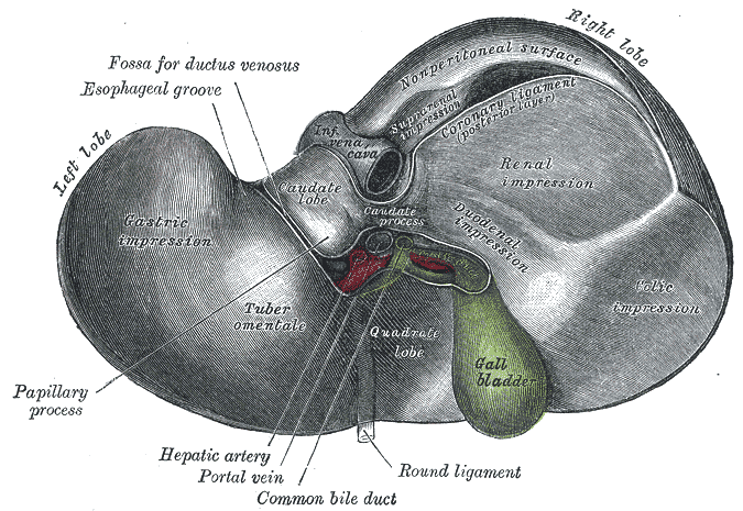 Gray's Anatomy illustration of the liver showing its lobes and vascular structures