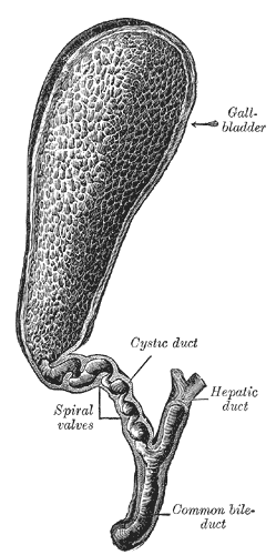Gray's Anatomy illustration of the gallbladder showing fundus, body, and neck