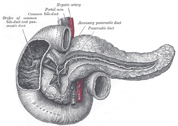Gray's Anatomy illustration of the pancreas showing the pancreatic duct and its relationship to the duodenum