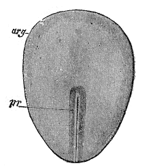 Gray's Anatomy illustration of an ovum