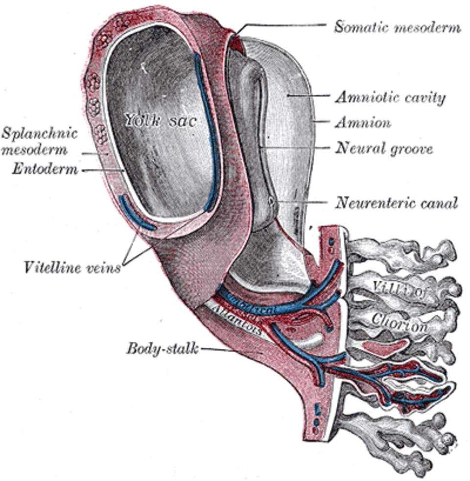Gray's Anatomy illustration of early embryonic development