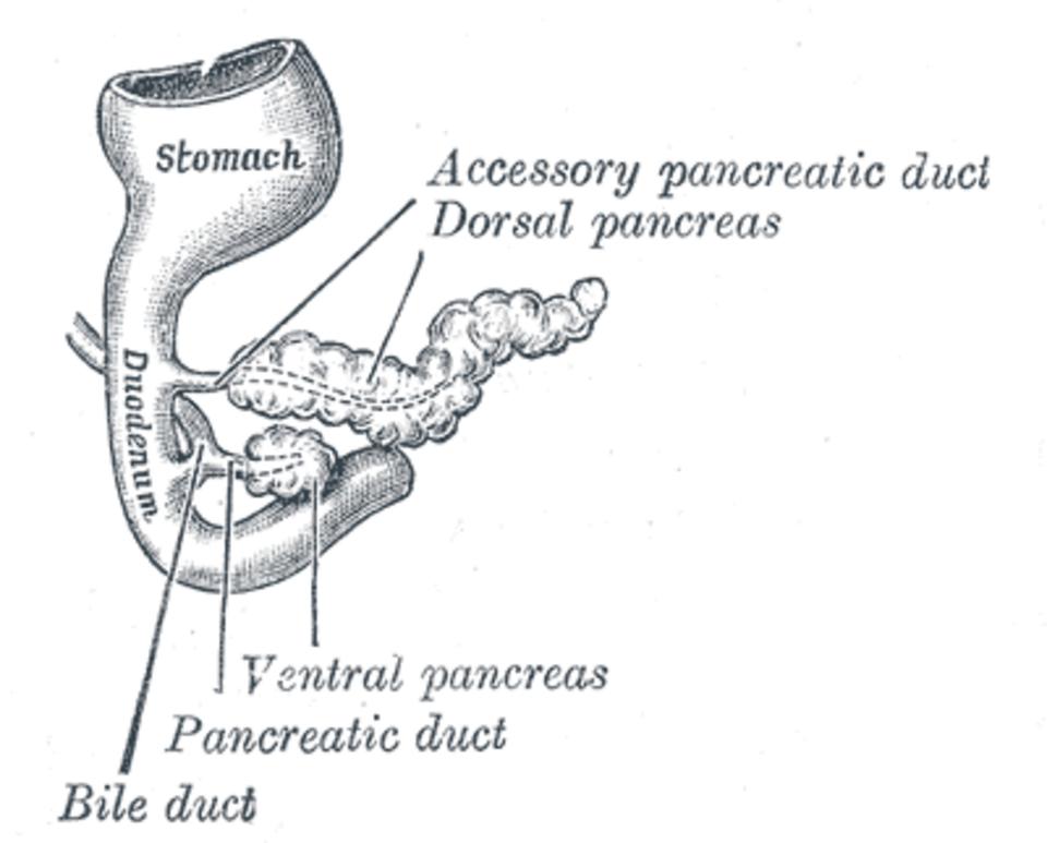 Gray's Anatomy illustration of the pancreas