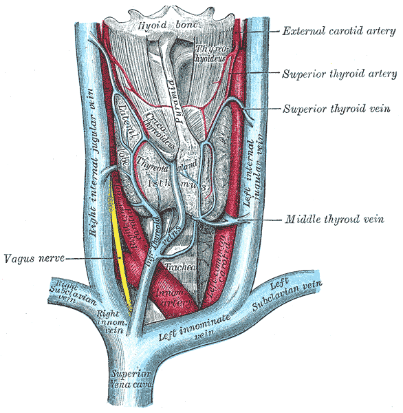 Thyroid gland anatomy from Gray's Anatomy
