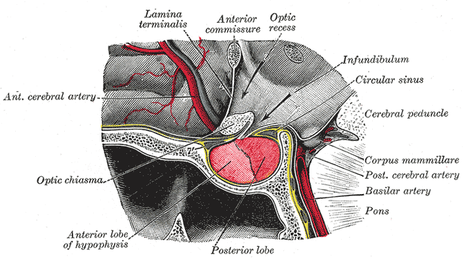 Gray's Anatomy illustration of the pituitary gland