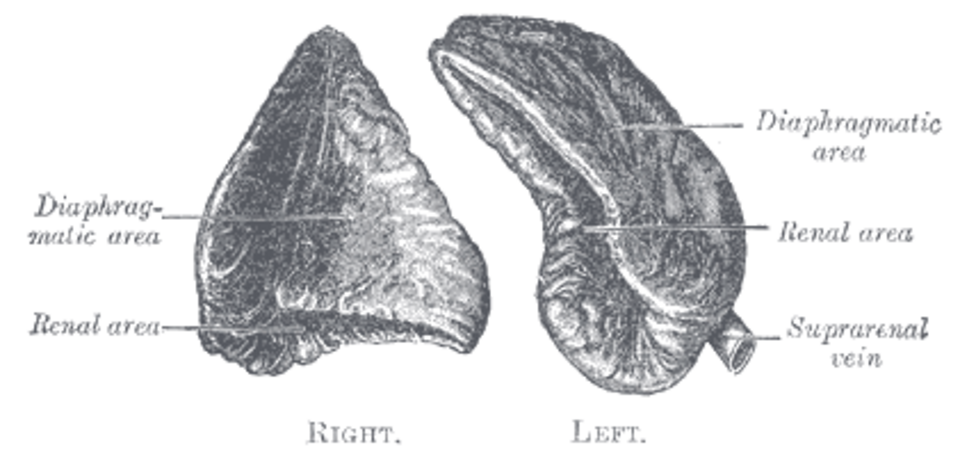 Gray's Anatomy illustration of the adrenal gland