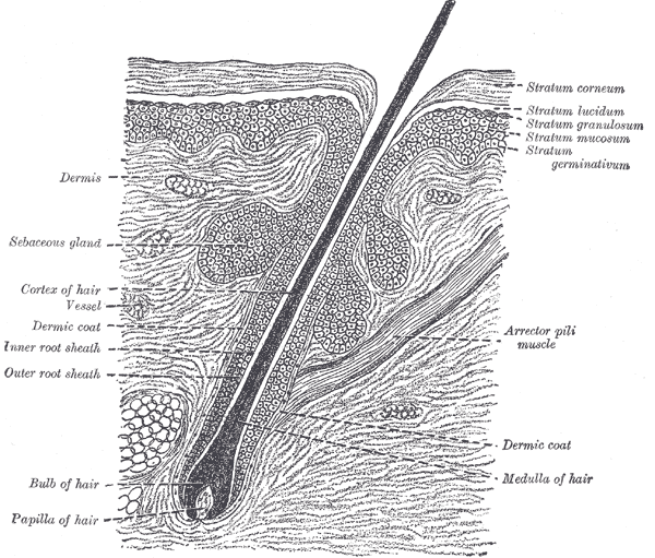 Hair follicle anatomy from Gray's Anatomy