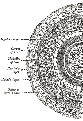 Gray's Anatomy illustration of the dorsal view of a fingernail