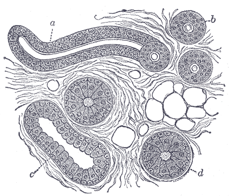 Gray's Anatomy illustration of a coiled tubular sweat gland, sectioned to show secretory and duct portions