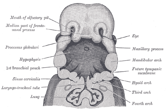 Gray's Anatomy illustration of a sebaceous gland opening into a hair follicle