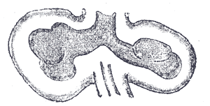 Gray's Anatomy illustration of a Meissner corpuscle (tactile corpuscle) in a dermal papilla