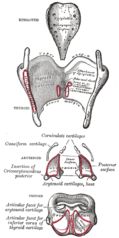 Gray's Anatomy illustration of a longitudinal section through the fingertip and nail