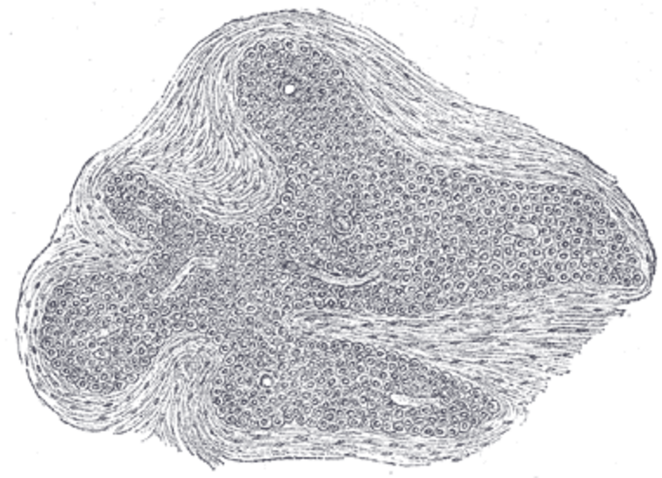 Gray's Anatomy illustration of the thymus
