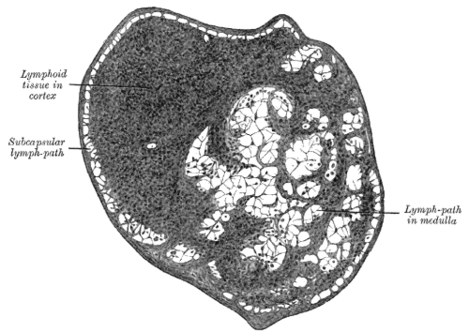 Anatomy of lymph nodes from Gray's Anatomy