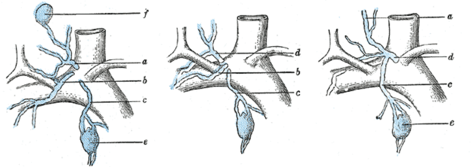 Spleen anatomy from Gray's Anatomy