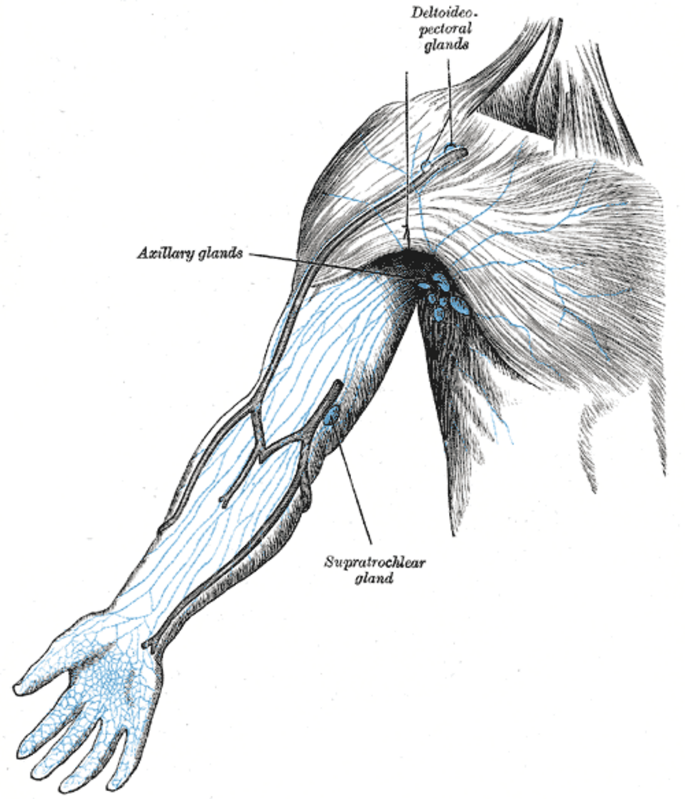 Gray's Anatomy illustration of the tonsils