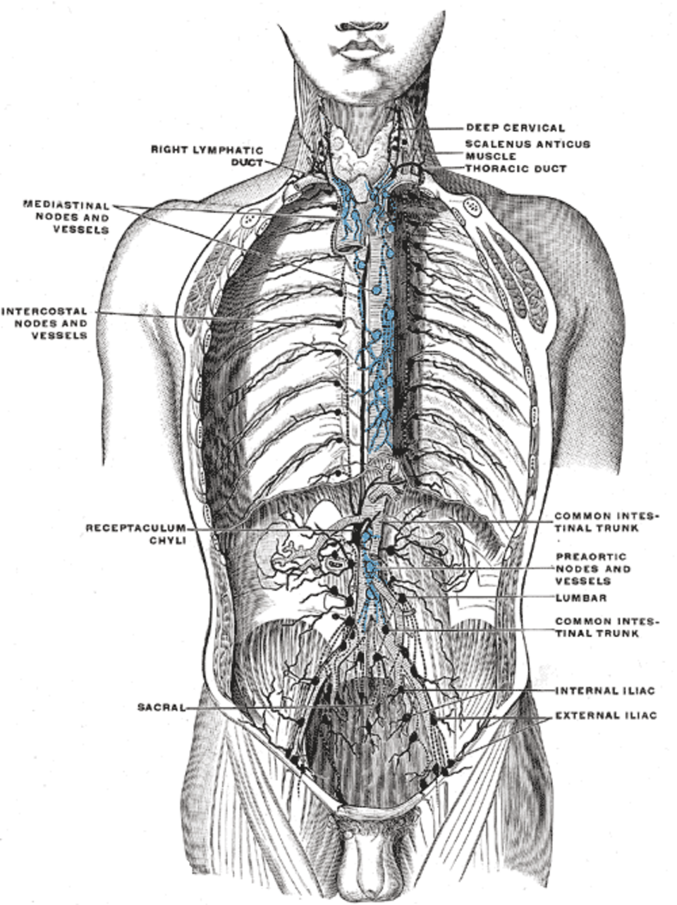 Gray's Anatomy illustration of the thoracic duct and lymphatics