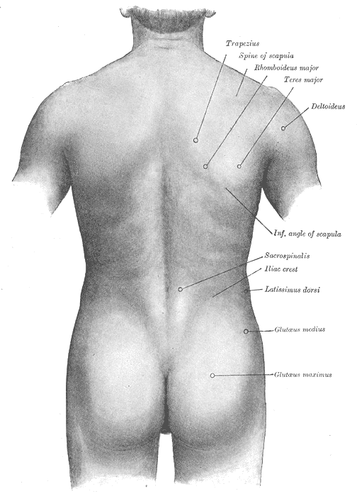 Gray's Anatomy illustration of the superficial muscles of the body, anterior view