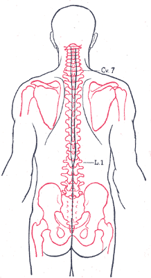 Gray's Anatomy illustration of the superficial muscles of the body, posterior view