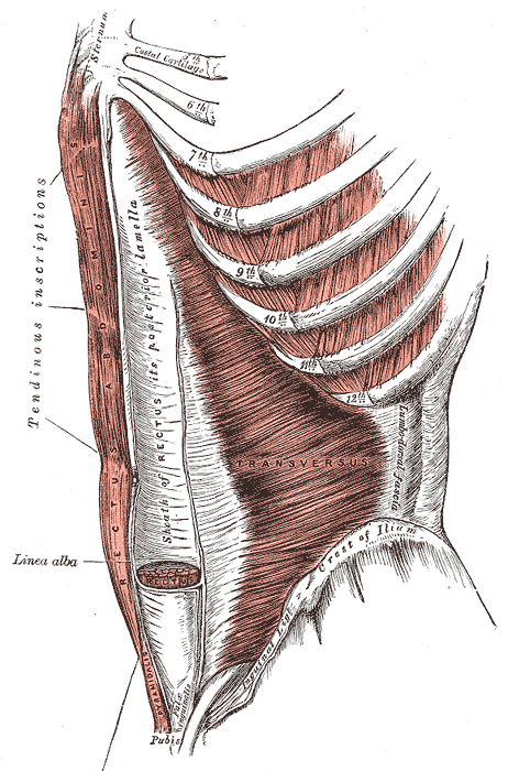Gray's Anatomy illustration of a neuromuscular spindle in skeletal muscle