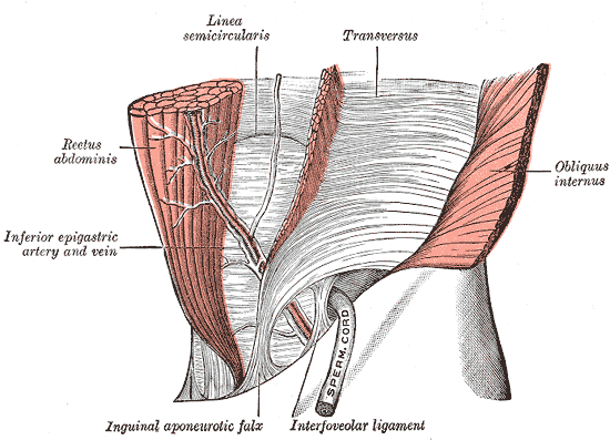 Gray's Anatomy illustration of motor end plates on skeletal muscle fibers