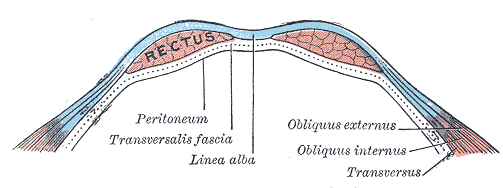 Gray's Anatomy illustration showing the connective tissue layers of skeletal muscle