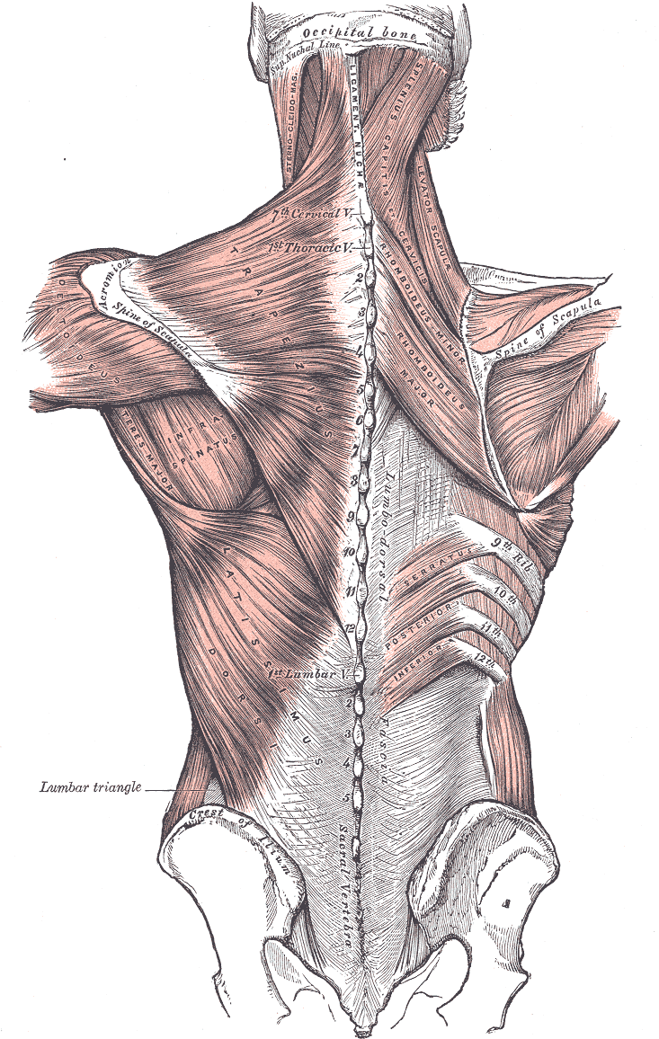 Gray's Anatomy illustration of the pectoralis major and pectoralis minor