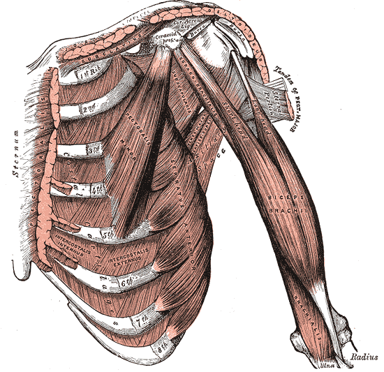 Gray's Anatomy illustration of the biceps brachii, a fusiform muscle