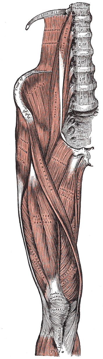Gray's Anatomy illustration of the gluteus maximus and other hip extensor muscles