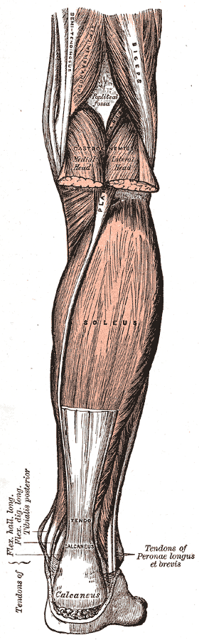 Gray's Anatomy illustration of the quadriceps femoris muscle group
