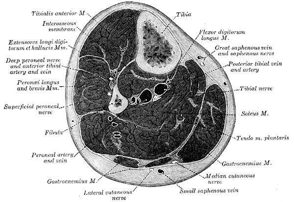 Gray's Anatomy illustration of the hamstring muscles of the posterior thigh