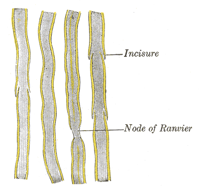 Gray's Anatomy illustration of the brain, midsagittal view