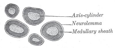 Gray's Anatomy illustration of the brain, inferior view