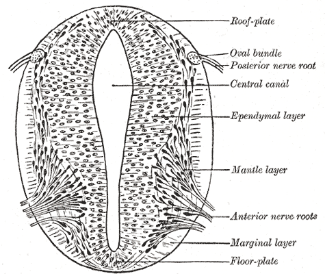 Gray's Anatomy illustration of the brainstem