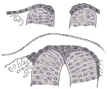 Gray's Anatomy illustration of the cerebral hemispheres