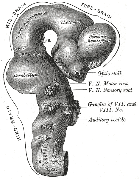 Gray's Anatomy illustration of the basal ganglia
