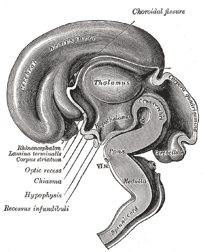 Gray's Anatomy illustration of the cerebral ventricles