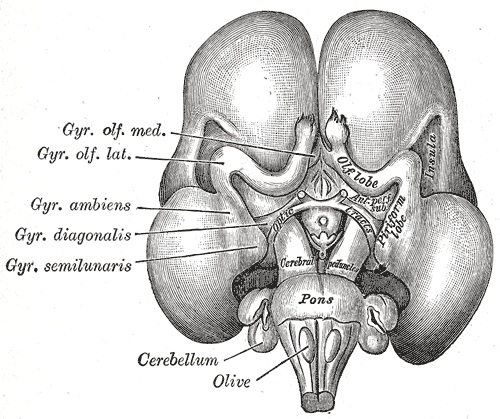 Gray's Anatomy illustration of the circle of Willis