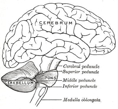 Gray's Anatomy illustration of spinal cord cross-section