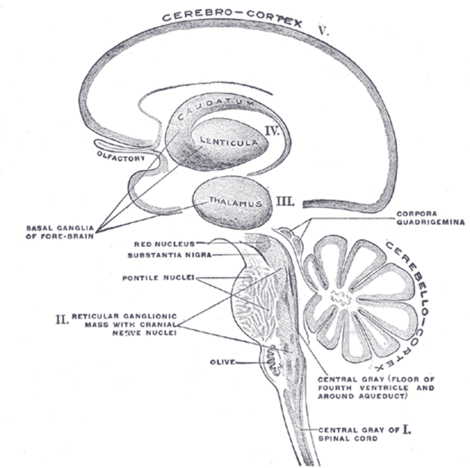 Gray's Anatomy illustration of spinal nerve roots