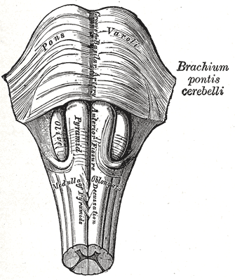 Gray's Anatomy illustration of the brachial plexus